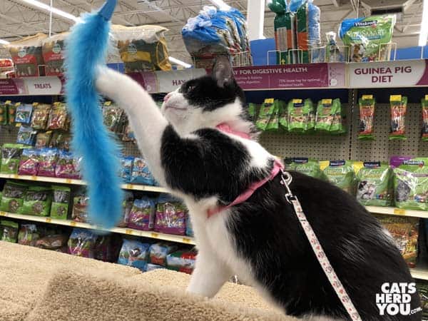 black and white tuxedo cat swats blue feather toy