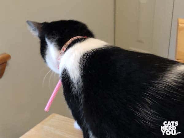 black and white tuxedo cat runs away with stolen toy