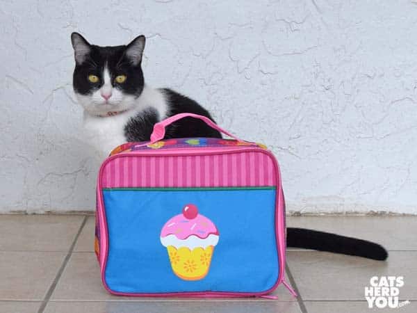 black and white tuxedo cat stands next to cupcake lunchbox