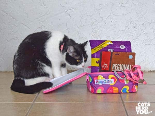 black and white tuxedo cat looks at lunchbox full of cat items