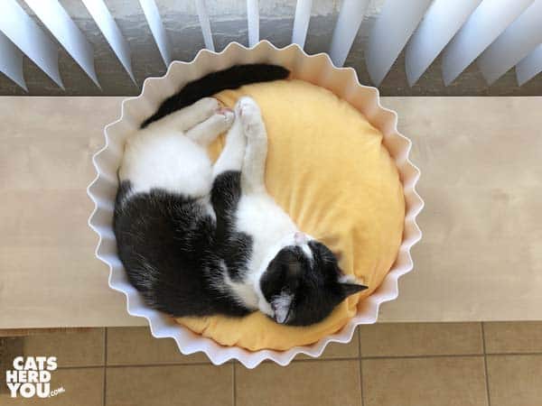 black and white tuxedo cat in Pidan egg tart bed