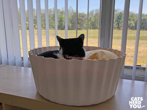 black and white tuxedo cat in Pidan egg tart bed