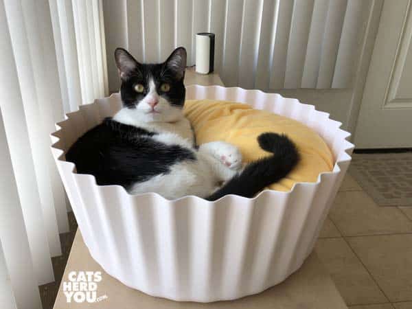 black and white tuxedo cat in Pidan egg tart bed