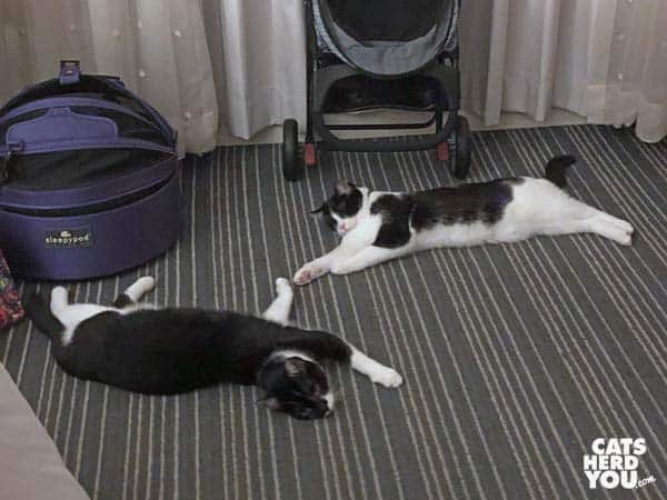 two black and white tuxedo cats lay on floor