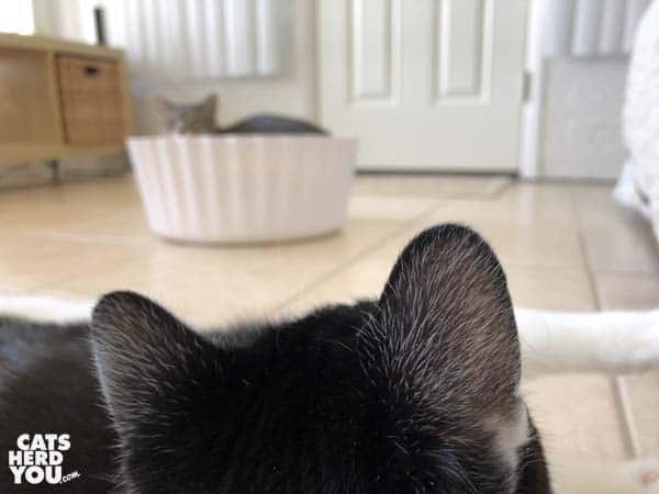 black and white tuxedo cat looks at gray tabby cat in cupcake bed