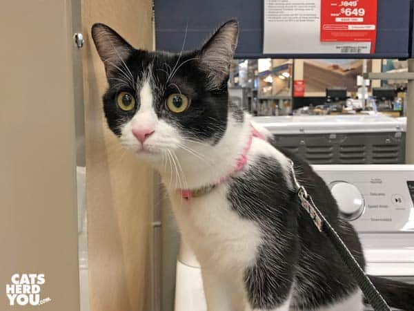 black and white tuxedo cat is watchful in hardware store
