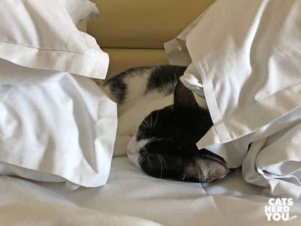 black and white tuxedo cat sleeps between pillows