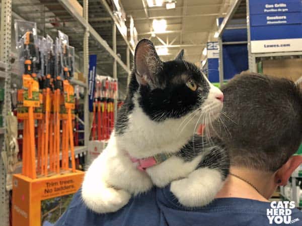 black and white tuxedo cat looks upward while riding on a human shoulder
