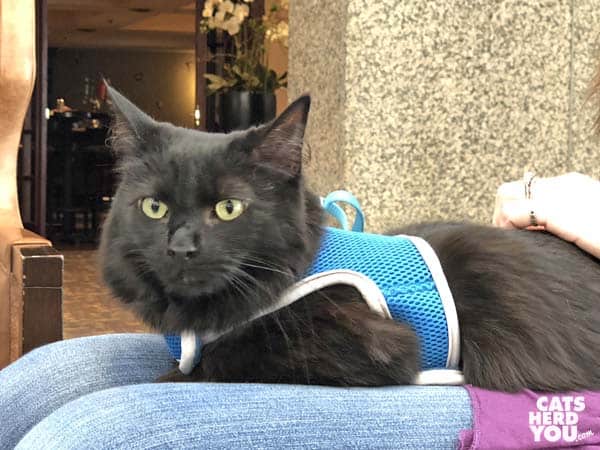 long haired black cat wearing blue harness