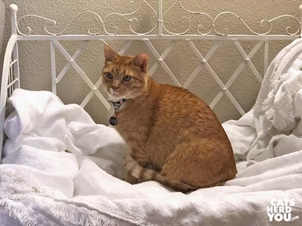 orange tabby cat