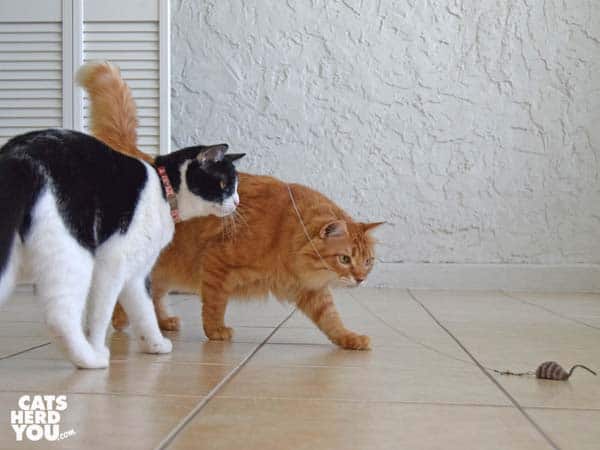black and white tuxedo cat and orange tabby cat look at wand toy