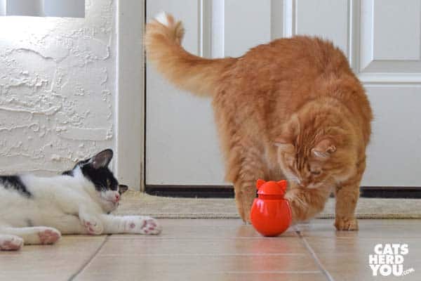 orange tabby cat plays with Doyenworld toy while black and white tuxedo cat looks on