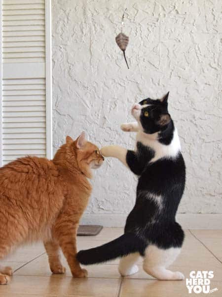 black and white tuxedo cat plays with wand toy while orange tabby cat looks on