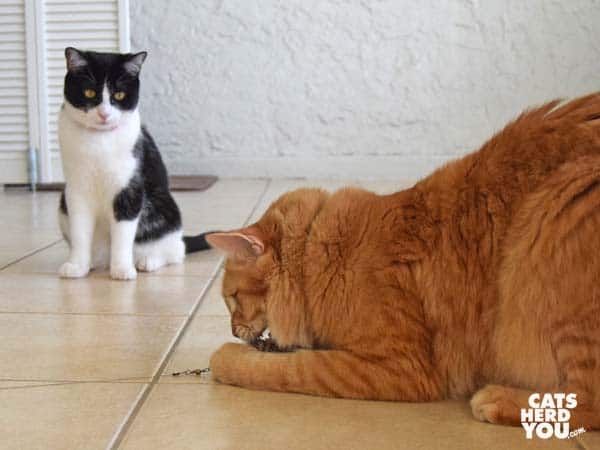 orange tabby cat plays with wand toy while black and white tuxedo cat looks on