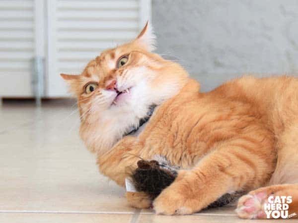 orange tabby cat makes funny face