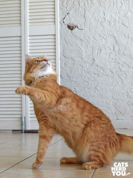 orange tabby cat plays with wand toy