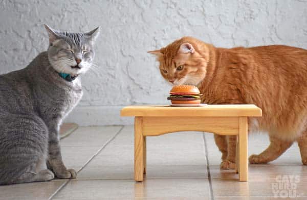 gray tabby cat makes face at orange tabby cat licking fake burger