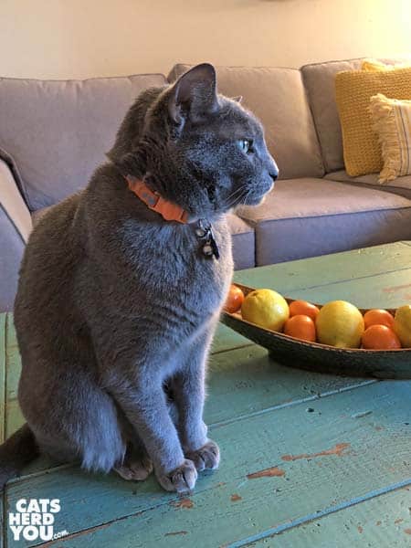gray cat sitting on table