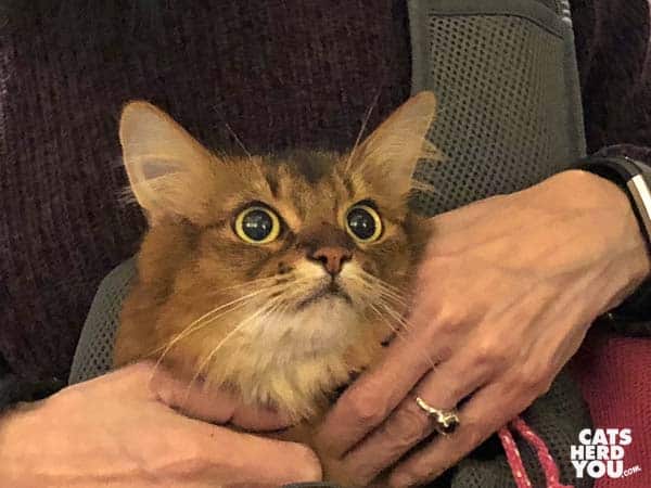 somali cat