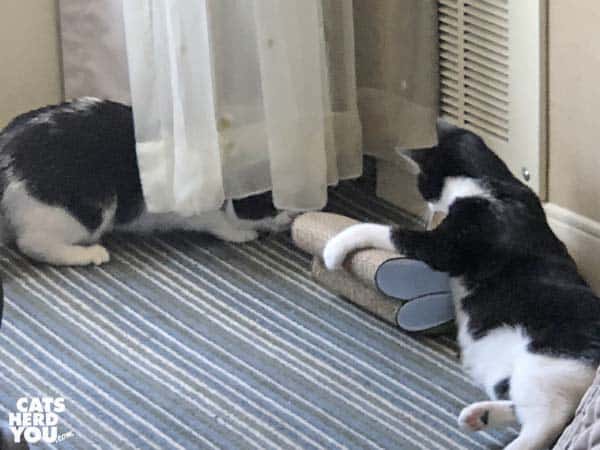 two black and white tuxedo cats tenatively play