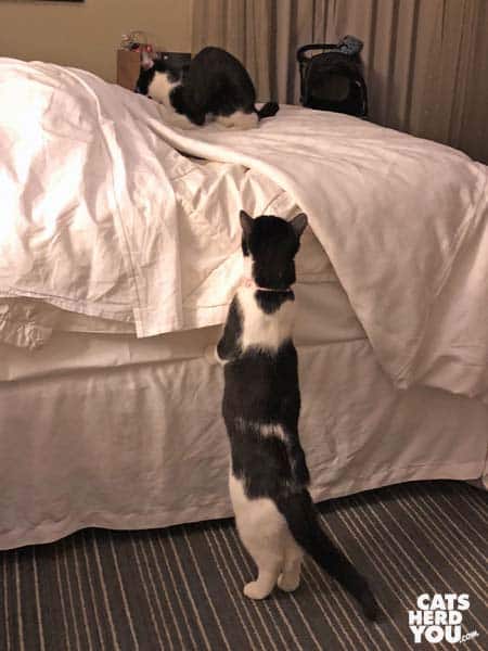 one black and white tuxedo cat peers up onto the bed where another plays