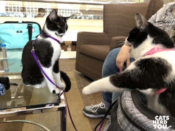 black and white tuxedo cat in stroller hisses and swats at second cat
