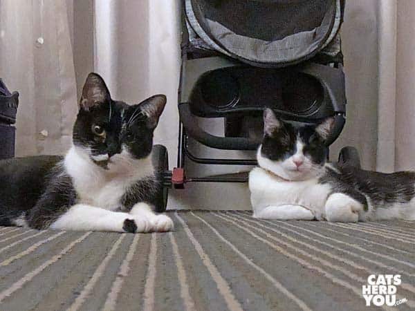 two black and white tuxedo cats together