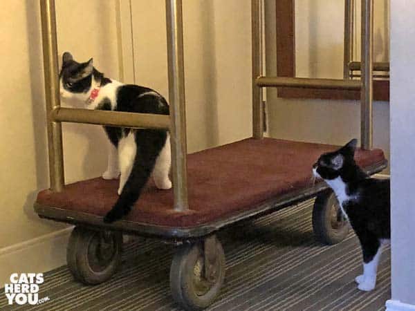 two black and white tuxedo cats explore a bell cart