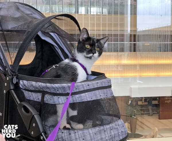 black and white tuxedo cat in stroller