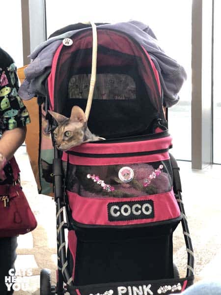 rex cat in stroller
