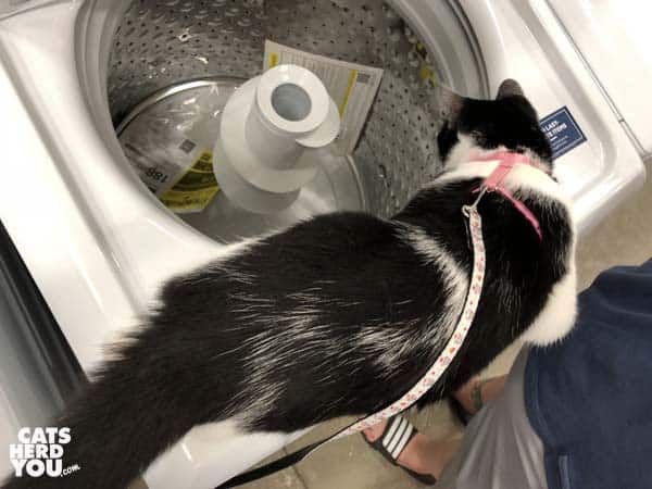 black and white tuxedo cat looks into washing machine