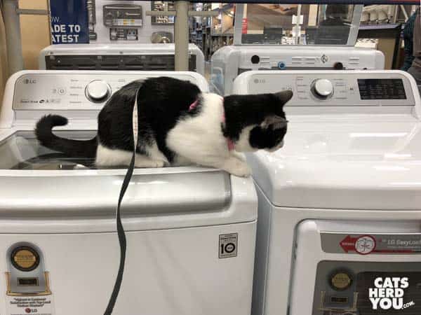 black and white tuxedo cat looks at dryer