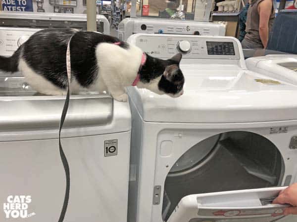 black and white tuxedo cat looks into open dryer