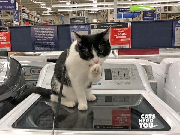 black and white tuxedo cat bathes while sitting on washing machine