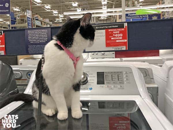 black and white tuxedo cat looks at price tag on washing machine