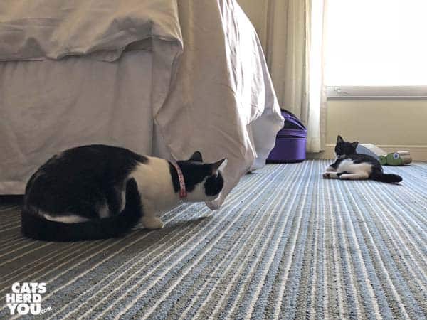 one black and white tuxedo cat looks around the corner of the bed at another