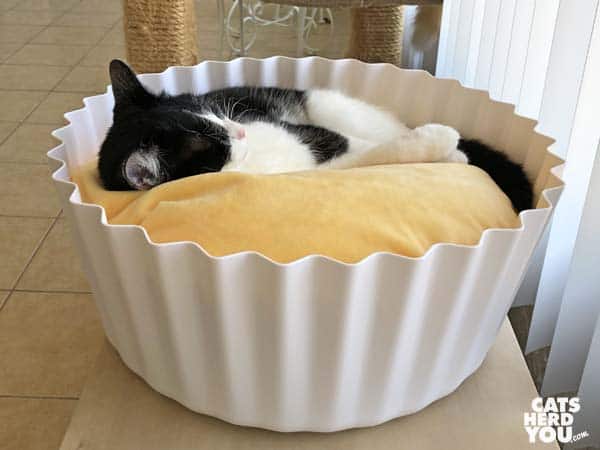 black and white tuxedo ca sleeps in cupcake bed