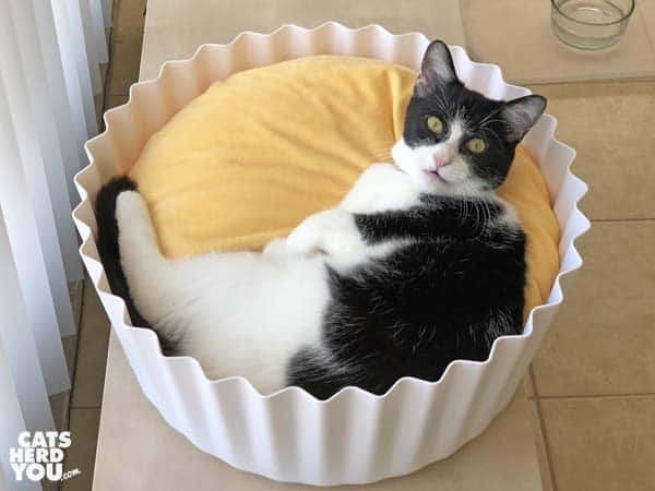 black and white tuxedo cat in Pidan egg tart bed