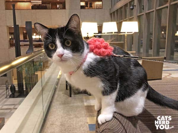 black and white tuxedo cat sits on the arm of a sofa