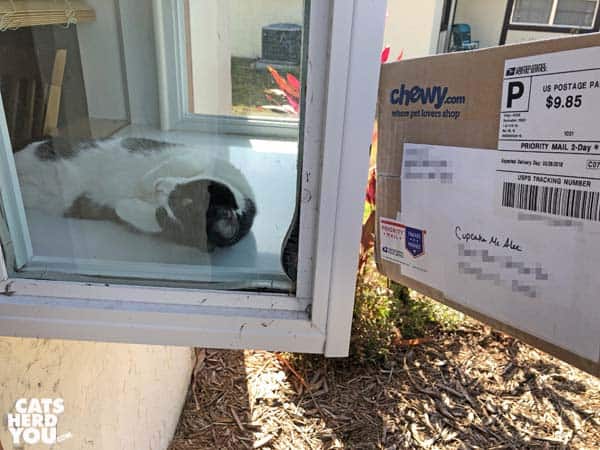black and white tuxedo cat rolls around ignoring mail