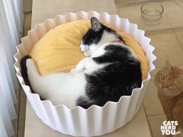 orange tabby cat looks at black and white tabby cat in cupcake bed