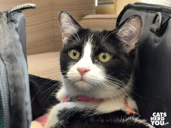 black and white tuxedo cat looks alert