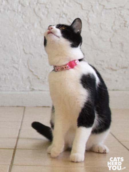 black and white tuxxedo cat with tongue hanging out looks upward