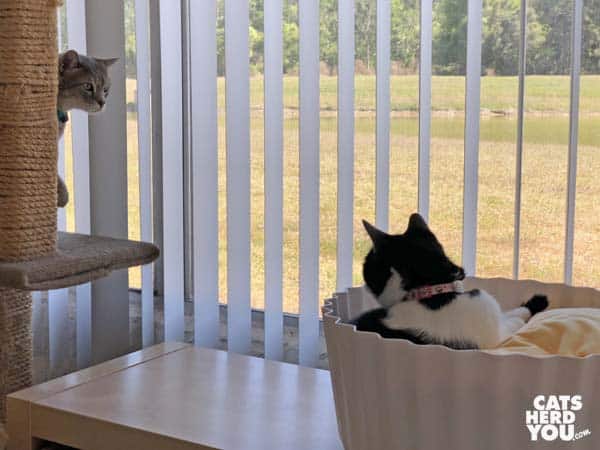 black and white tuxedo cat in Pidan egg tart bed