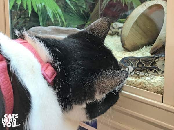 black and white tuxedo cat looks at snake through glass