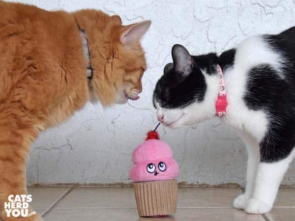 orange tabby cat licks lips at cupcake toy while black and white tuxedo cat looks on