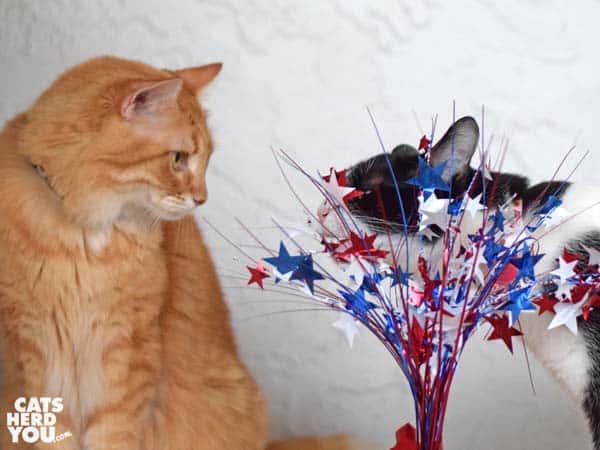 orange tabby cat watches as black and white tuxedo cat plays with red, white, and blue centerpiece