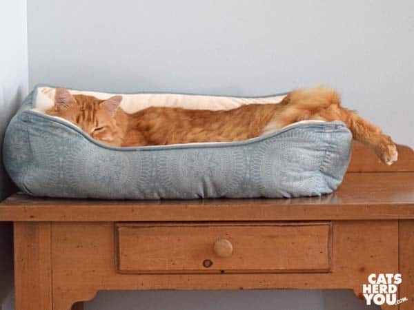 orange cat sleeps with foot extended outside bed