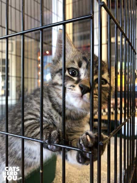brown tabby kitten in cage