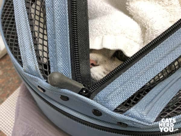 cat's nose poking out of towel in sleepypod carrier